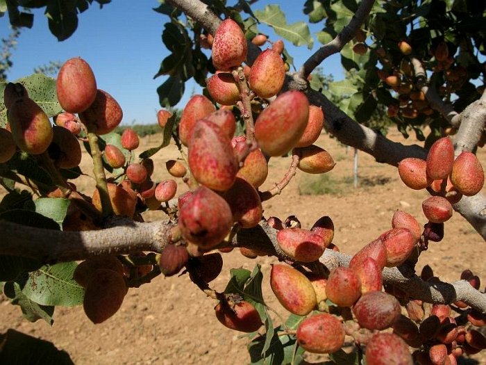 Fruto de pistacho. Variedad Kerman